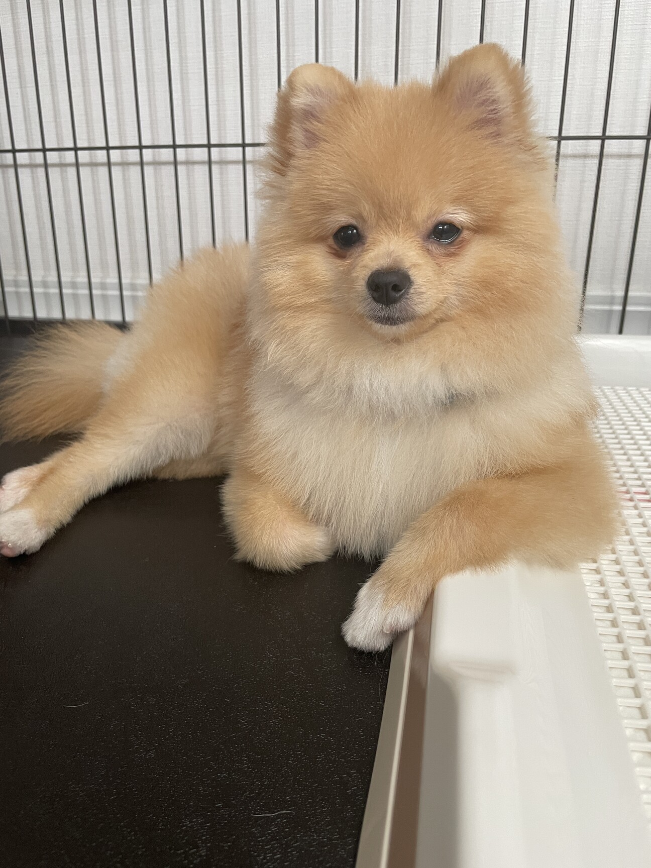 ポメラニアン 9ヶ月男の子」東京都 - 犬の里親募集(470351) :: ペット