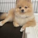 ポメラニアン 9ヶ月男の子