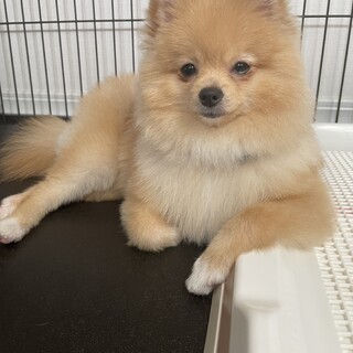 ポメラニアン 9ヶ月男の子」東京都 - 犬の里親募集(470351) :: ペット