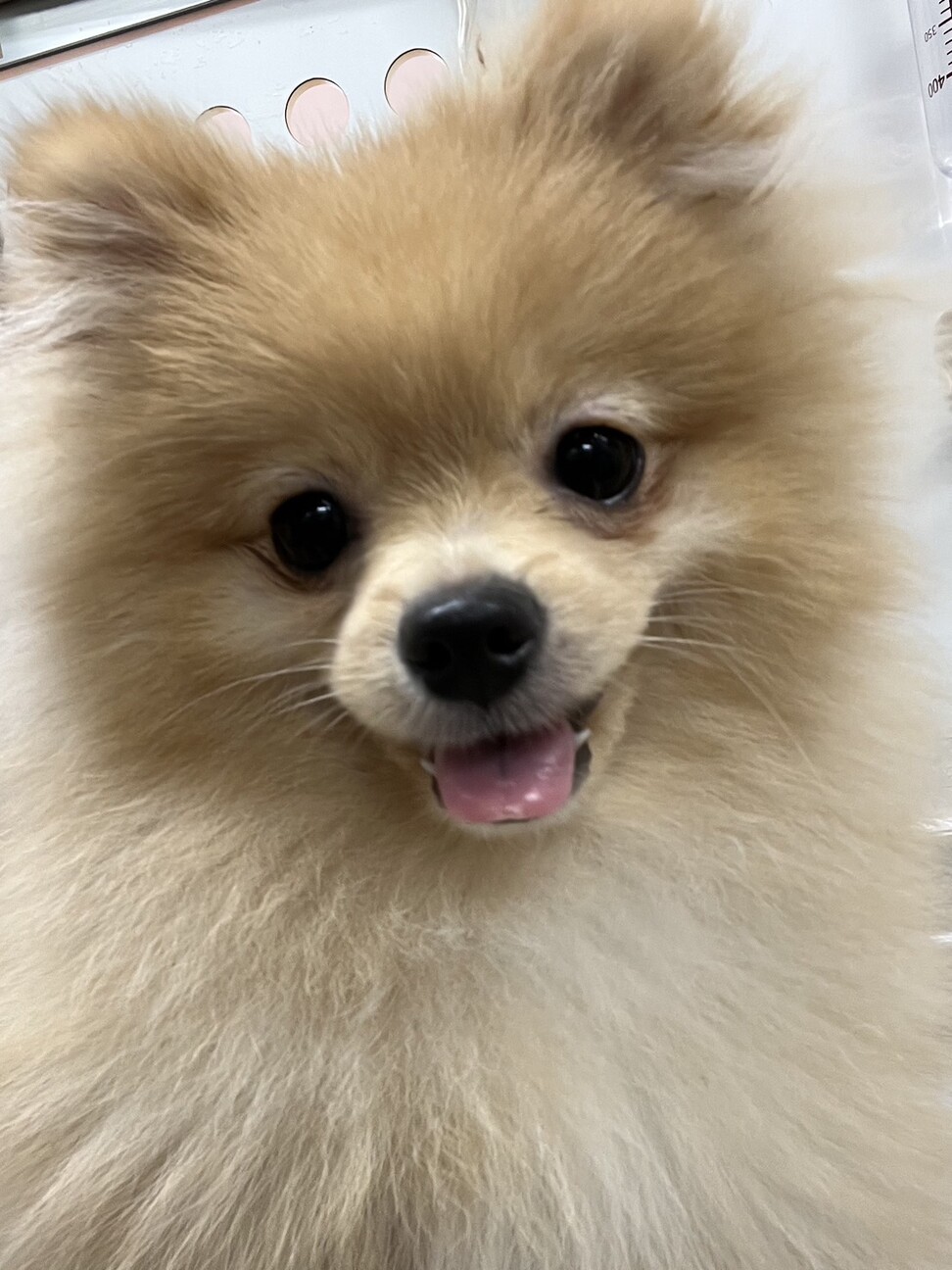ポメラニアン 9ヶ月男の子」東京都 - 犬の里親募集(470351) 2枚目の