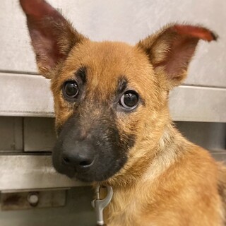 【相談中】鼻黒子犬　しもひめちゃん　3ヶ月