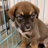 【相談中】かわいい子犬　ちーころくん　1ヶ月半 サムネイル3