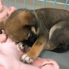 【相談中】かわいい子犬　ちーころくん　1ヶ月半 サムネイル4