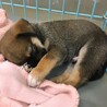 【相談中】かわいい子犬　ちーころくん　1ヶ月半 サムネイル5