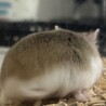 ロブロフスキーハムスター里親募集中 サムネイル2