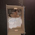 子猫5匹引き取ってくれる方はいませんか？