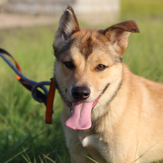 甘えん坊なショパンくん