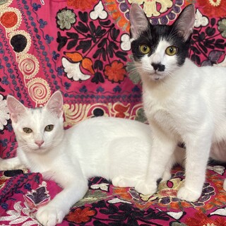 【10/22芝浦】天真爛漫美少女＆抱っこ大好き少年