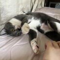 変な体勢で甘えてくる、面白系の甘えんぼ猫♪