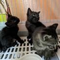 子煩悩の母猫が懸命に育てた子猫です