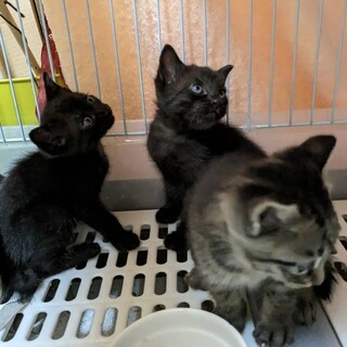 子煩悩の母猫が懸命に育てた子猫です