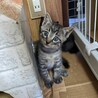子煩悩の母猫が懸命に育てた子猫です サムネイル4