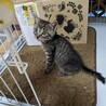 子煩悩の母猫が懸命に育てた子猫です サムネイル7