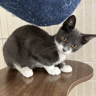 4ヶ月　グレー白　男の子