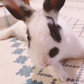 鼻くそみたいな●がチャームポイントのパンダうさぎ