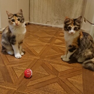 おてんばキジ三毛姉妹