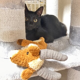 寂しがりのため、先住猫さんのいるご家庭推奨です。