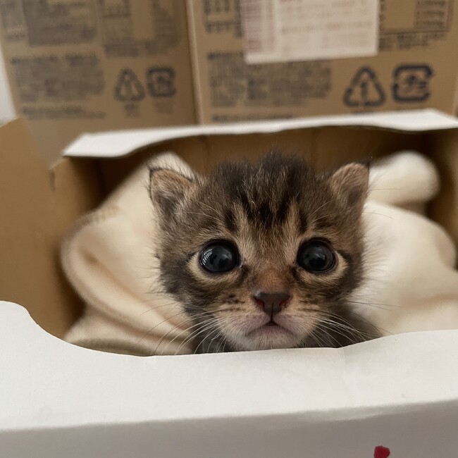 3匹の仔猫のカバー写真