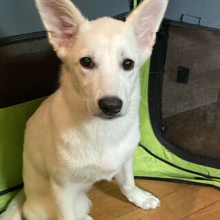 香川県からレスキュー！　キュートなラテちゃん