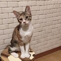 フェリーチェ姉妹❤️三毛猫カーラ