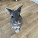 ネザーランドドワーフ　1歳5ヶ月　オス