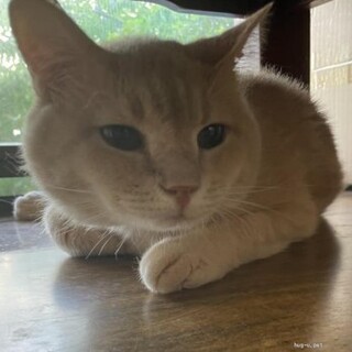 真ん丸シルエットピグレットくん