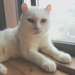 もふもふ★マンチカンミックスの男の子