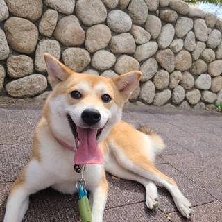 柴犬の女の子まるるちゃん