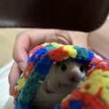 フクロモモンガリューシ男の子　0．4歳