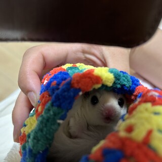 フクロモモンガリューシ男の子　0．4歳