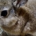 ネザーランドドワーフ