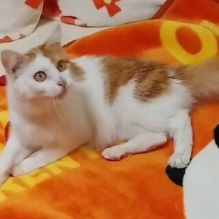 ふわふわ長毛♡ルルちゃん♡