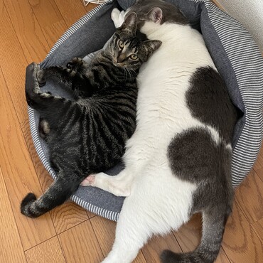 お兄ちゃんになって1年経ちました。会ってすぐ新入りを毛繕いしてあげたり、餌を譲ったり、お風呂に入れられる新入りを前足で助けようとしたりと、優しい姿を見せてくれています。
