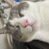 岐阜から三重に来て4年。元気いっぱい&甘えん坊のまま大きくなり、毎日楽しく過ごしています。お母さんお父さん、安心してね。