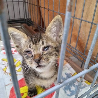 譲渡されました。