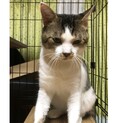 おとな猫、まるちゃん