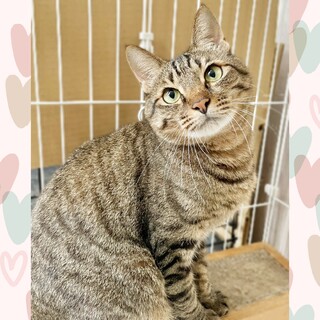 動物病院の保護猫•癒やしのふみお君はコネコネ職人