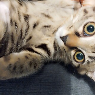 ベンガルミックス？シルクの毛並みの姉妹