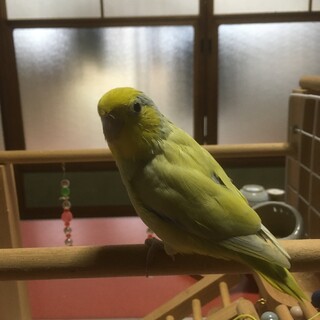 マメルリハ里親募集終了致します