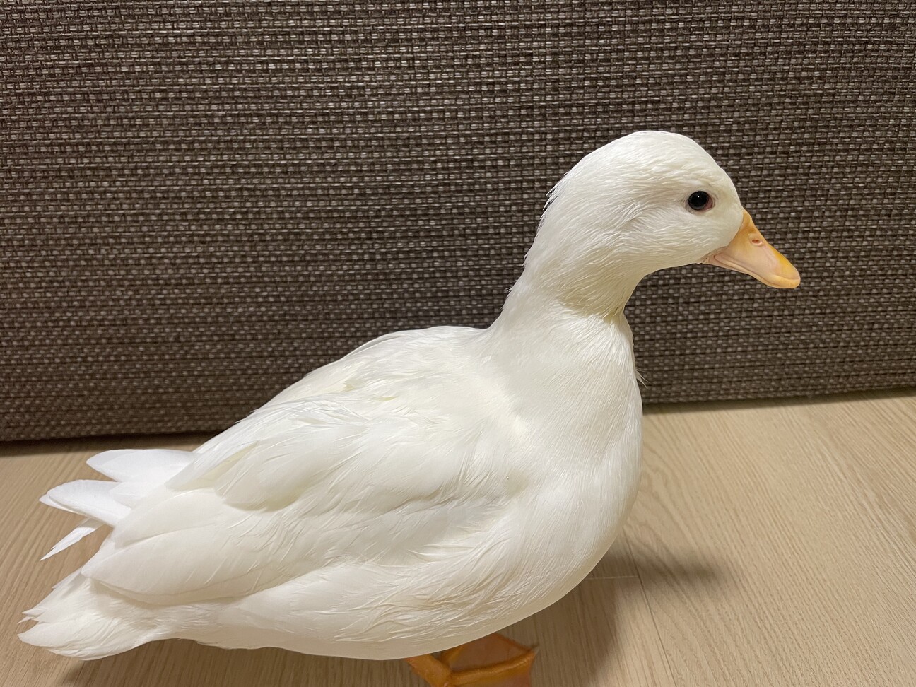 送料無料 【アヒル・コールダック用総合飼料・ペレット】BC-6