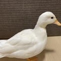 コールダック メス 5ヶ月