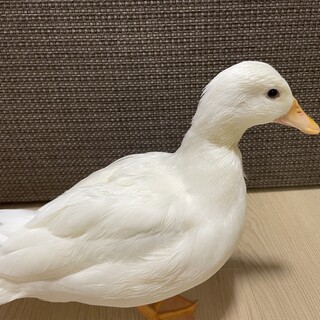 コールダック メス 5ヶ月