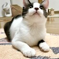 綺麗なくっきりハチワレ♪チロル君