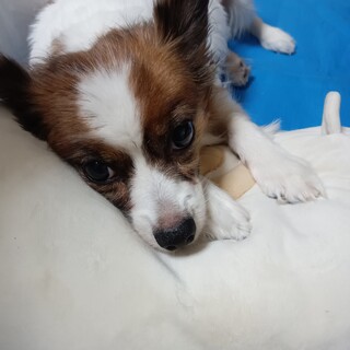 人が大好きなパピヨン(只今交渉中)