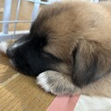 天真爛漫なMIXの子犬の女の子小夏ちゃん！