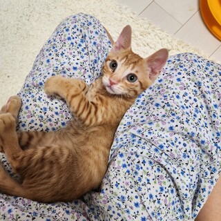 膝乗り 甘えん坊な 茶トラくん