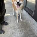 マイペースな可愛い秋田犬の女の子