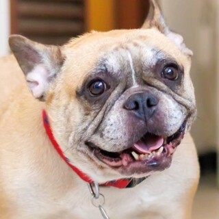 とっても甘えん坊さんで愛らしいフレブルの女の子♡