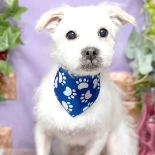 天真爛漫な元気な男の子！てんまくん