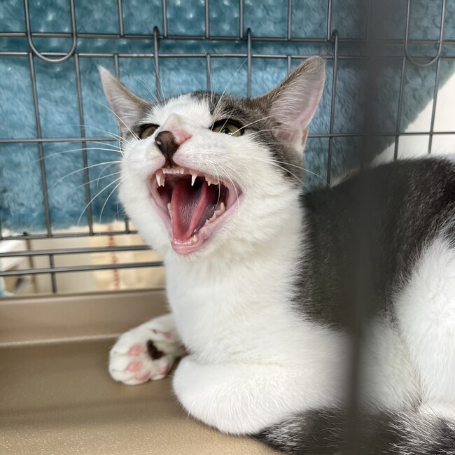 まっさん(ひたちまちにゃか保護猫会)のカバー写真